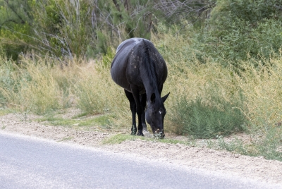 Mexican Horses in Big Bend NP 2022